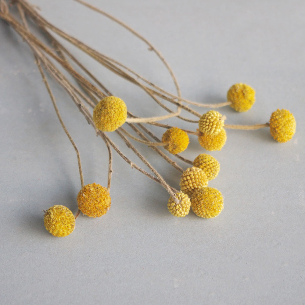 Dried Flower Bunch - 20 stks Natuurlijke gedroogde Craspedia bloemboeketten