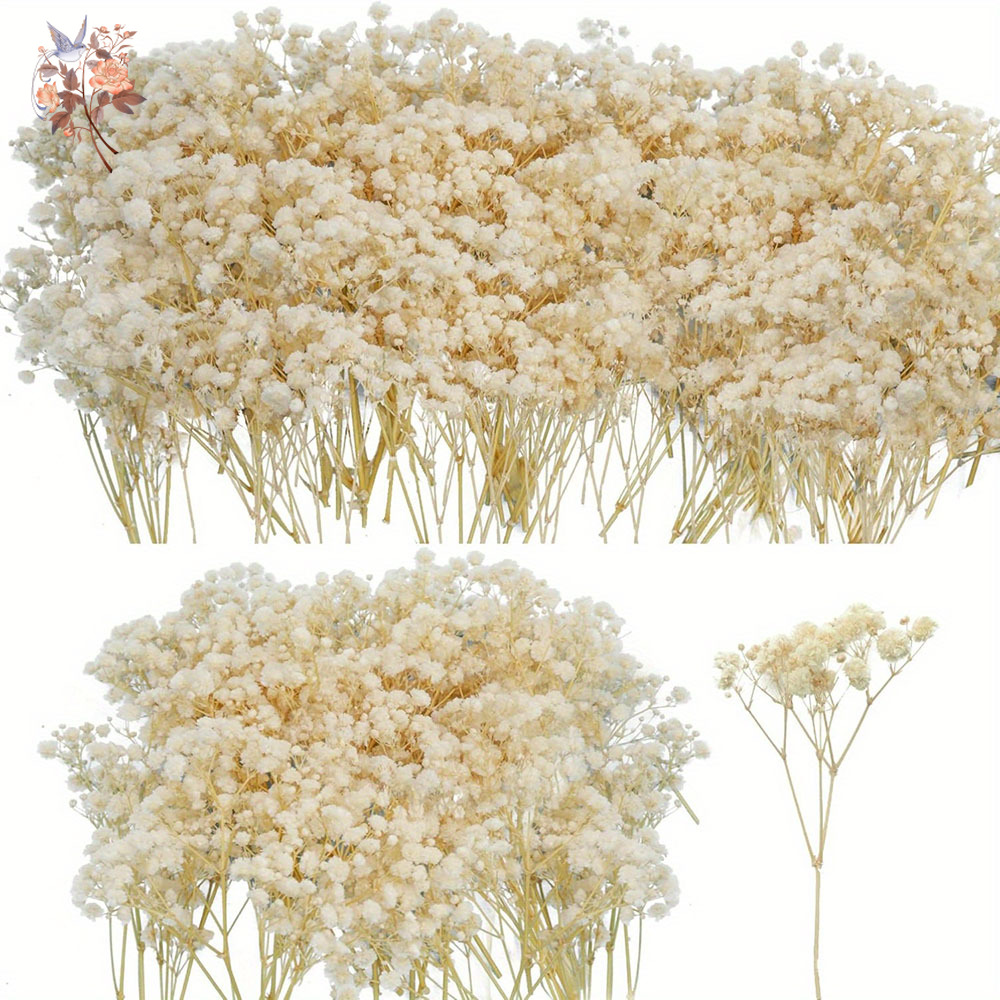 Baby Breath Dried - Mini Gedroogde Gypsophila Bloem DIY Aromatherapie