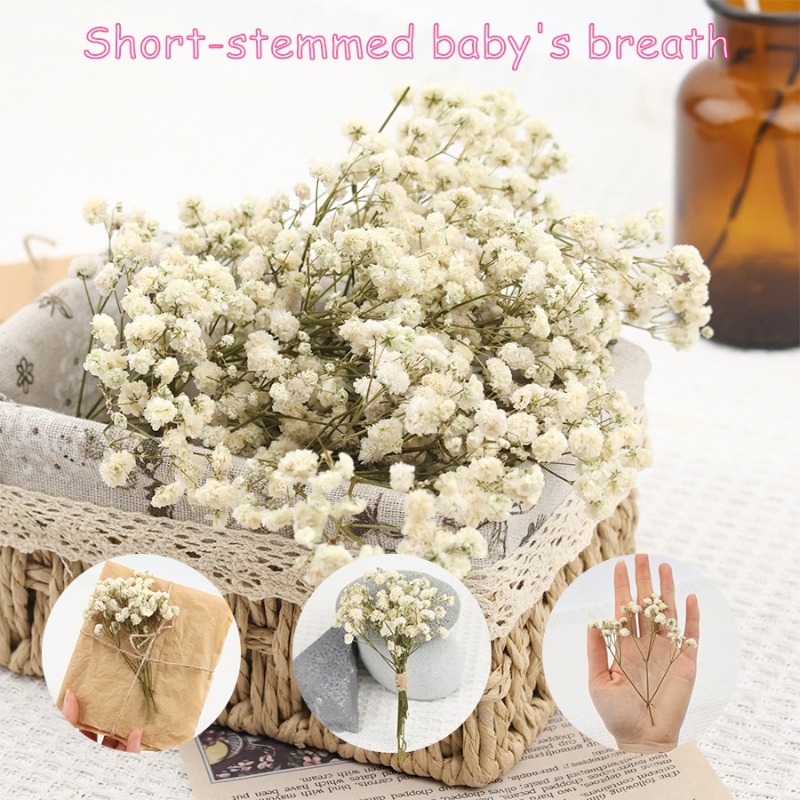 Baby Breath Dried - 50 stuks natuurlijke gedroogde gypsophila (baby's