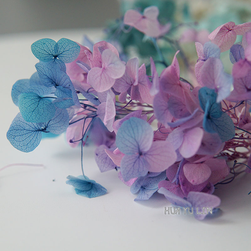 Dried Flower Bunch - Ombre Gradient Gedroogde Ge conserveerde Hortensia