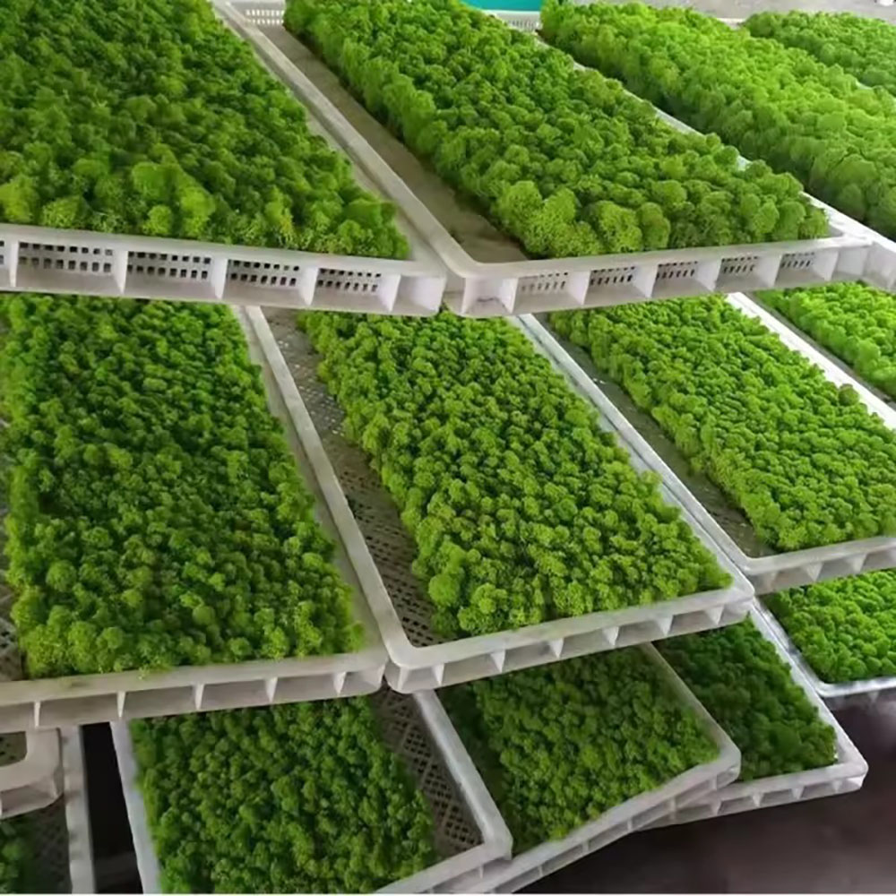 Preserved Moss Sheet - 200/500g Eeuwig leven nepmos plantenwand landschap