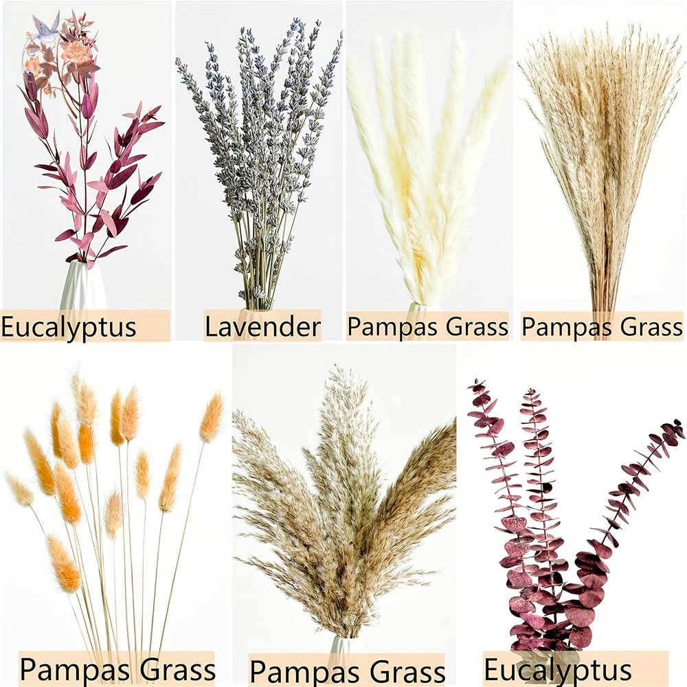 75 STKS Gedroogde Pampas Eucal - Dried Flower Bunch recensie en prijs