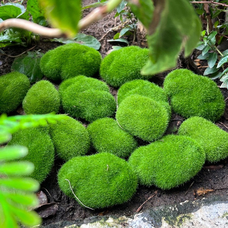 100/5PCS Kunstmatige Mossteen  - Preserved Moss Sheet recensie en prijs