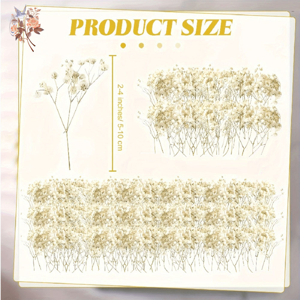 Mini Gedroogde Gypsophila Bloe - Baby Breath Dried recensie en prijs