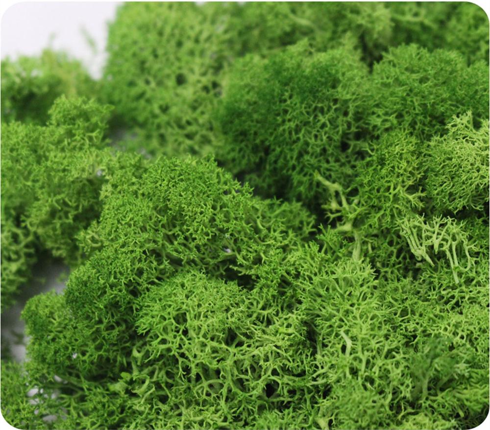 Kunstmatige Plant Eeuwige Leve - Preserved Moss Sheet recensie en prijs