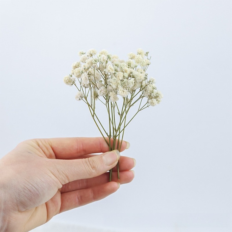 50 stuks natuurlijke gedroogde - Baby Breath Dried recensie en prijs
