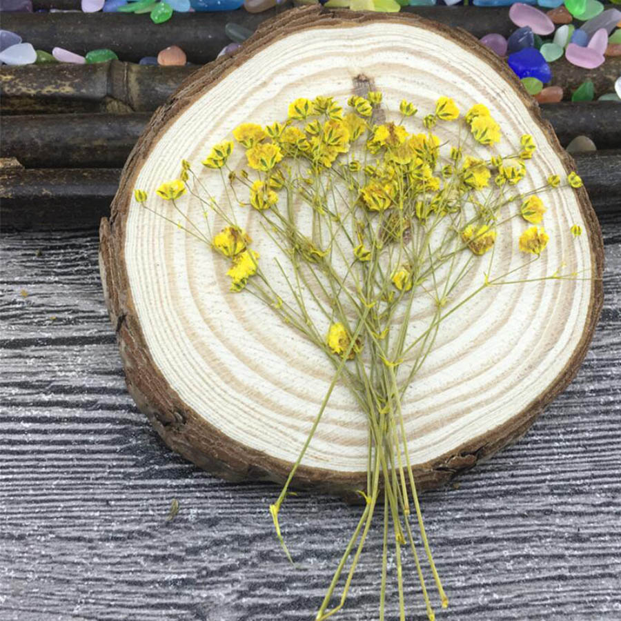 60 stuks gedroogde, geperste,  - Baby Breath Dried recensie en prijs